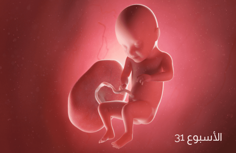تطور الجنين في الأسبوع الواحد والثلاثين من الحمل