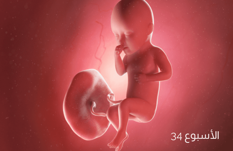 تطور الجنين في الأسبوع الرابع والثلاثين من الحمل