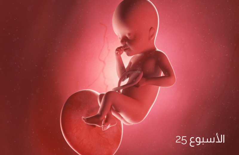 تطور الجنين في الأسبوع الخامس والعشرين من الحمل