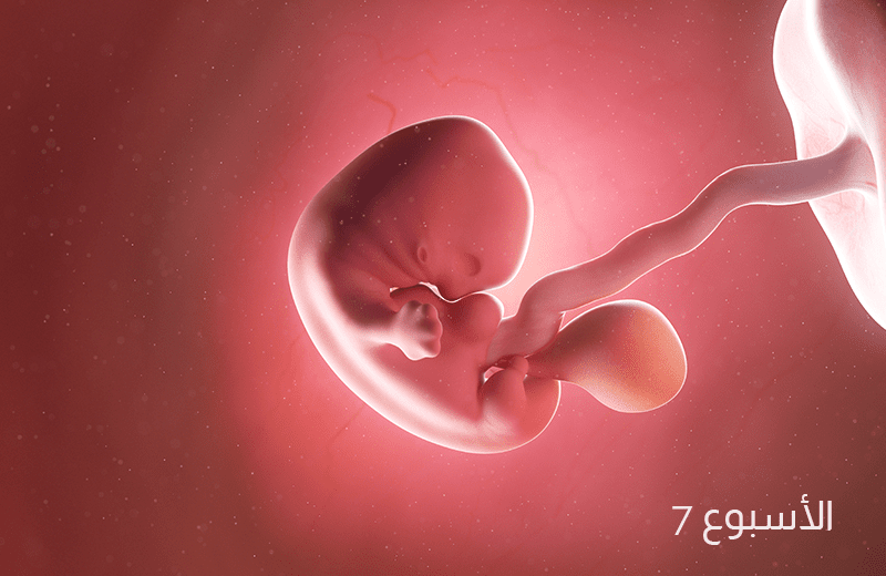تطور الجنين في الأسبوع السابع من الحمل