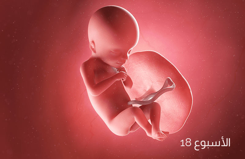 تطور الجنين في الأسبوع الثامن عشر من الحمل