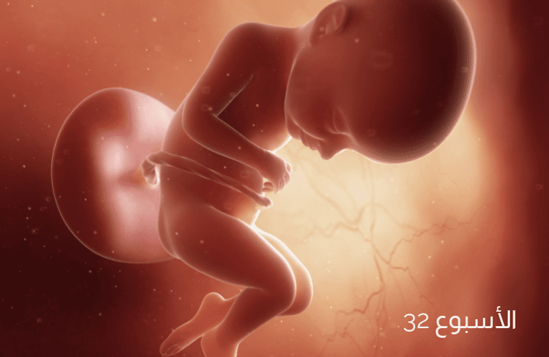 تطور الجنين في الأسبوع الثاني والثلاثين من الحمل