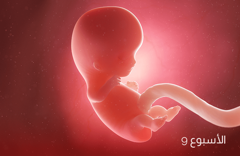 تطور الجنين في الأسبوع التاسع من الحمل