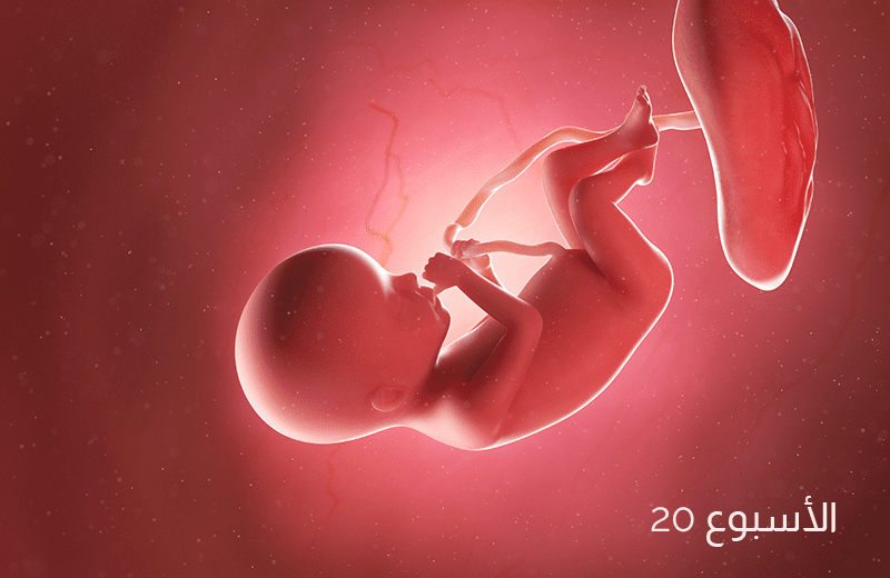 تطور الجنين في الأسبوع العشرين من الحمل