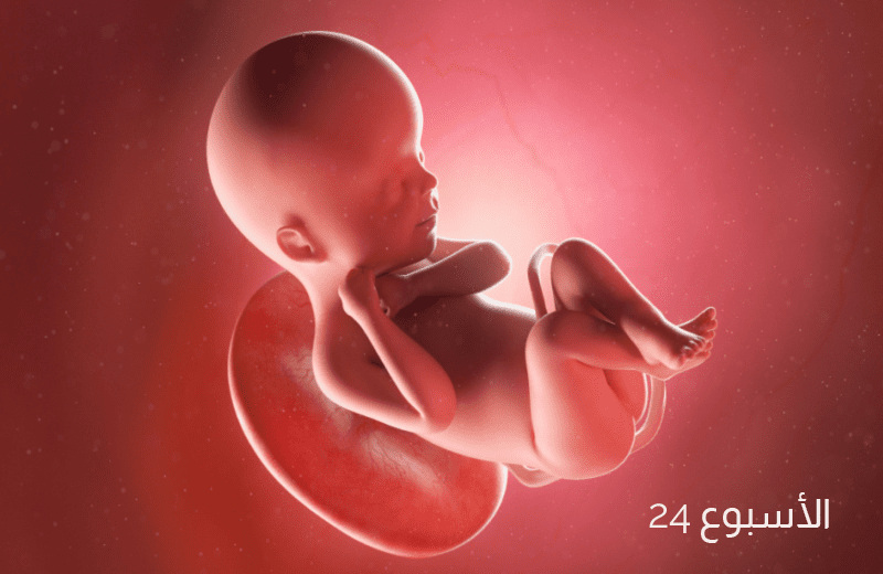 تطور الجنين في الأسبوع الرابع والعشرين من الحمل
