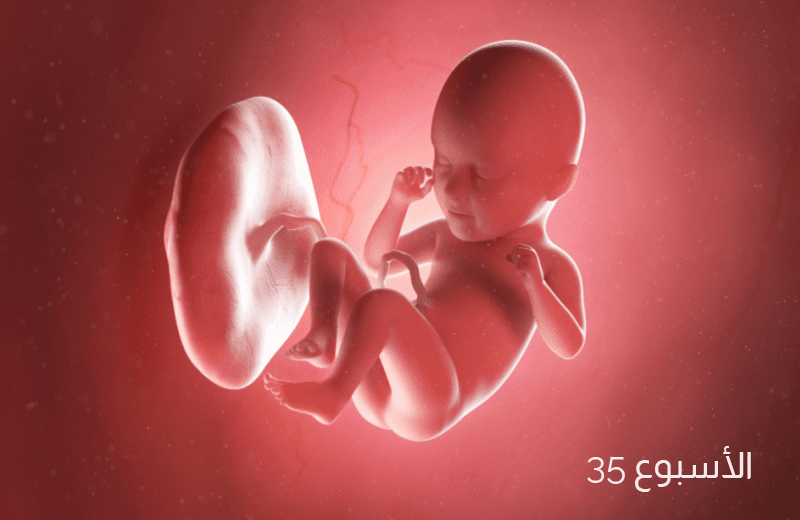 تطور الجنين في الأسبوع الخامس والثلاثين من الحمل