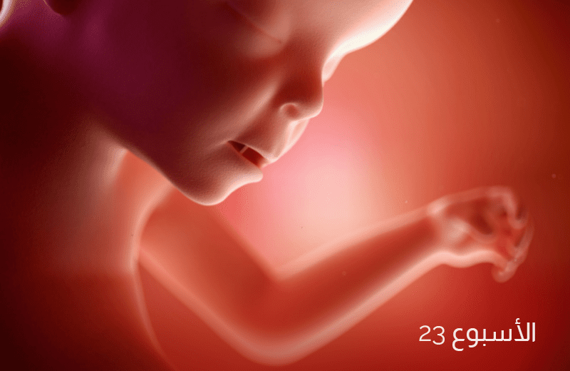 تطور الجنين في الأسبوع الثالث والعشرين من الحمل