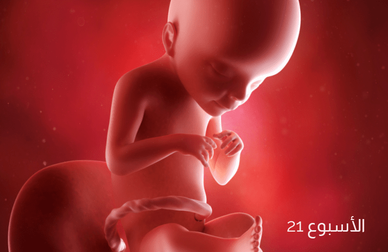تطور الجنين في الأسبوع الواحد والعشرين من الحمل