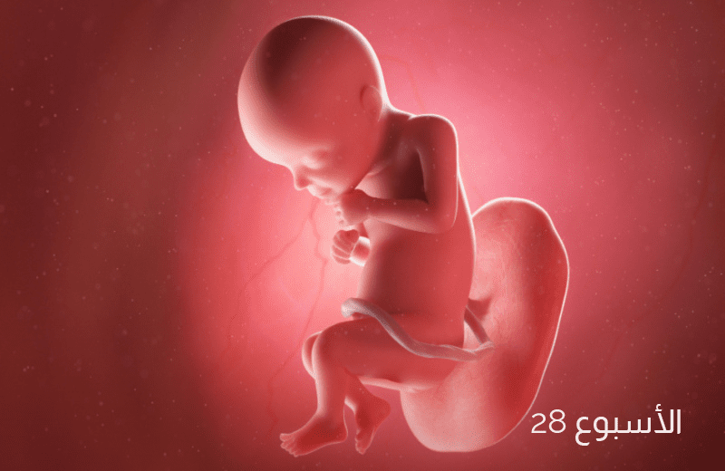 تطور الجنين في الأسبوع الثامن والعشرين من الحمل