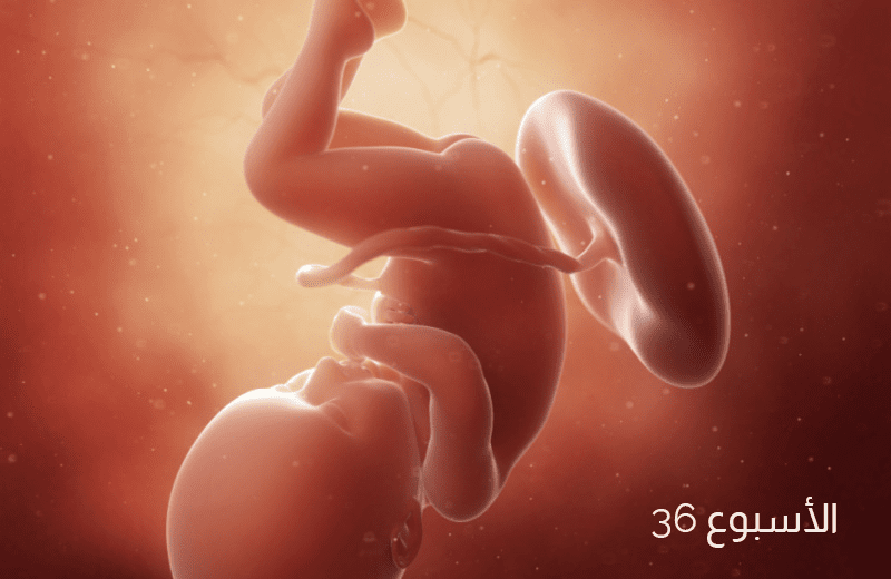 تطور الجنين في الأسبوع السادس والثلاثين من الحمل