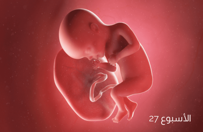 تطور الجنين في الأسبوع السابع والعشرين من الحمل