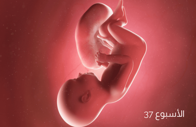 تطور الجنين في الأسبوع السابع والثلاثين من الحمل