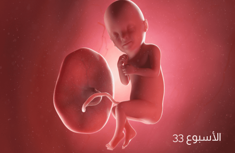 تطور الجنين في الأسبوع الثالث والثلاثين من الحمل