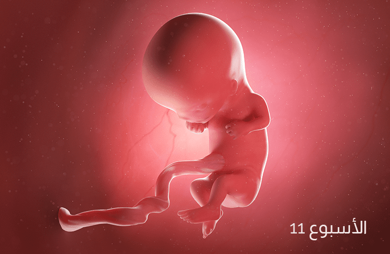 تطور الجنين في الأسبوع الحادي عشر من الحمل