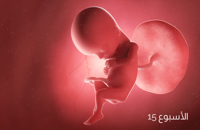 تطور الجنين في الأسبوع الخامس عشر من الحمل