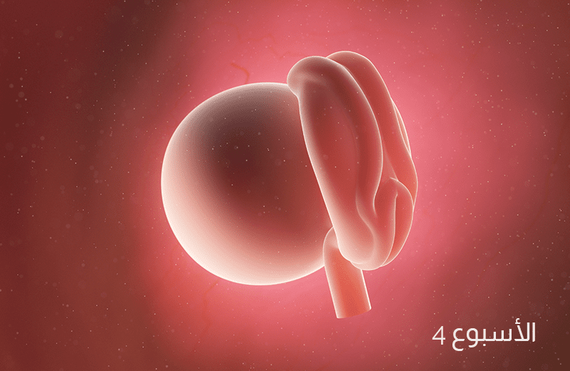 تطور الجنين في الأسبوع الرابع من الحمل