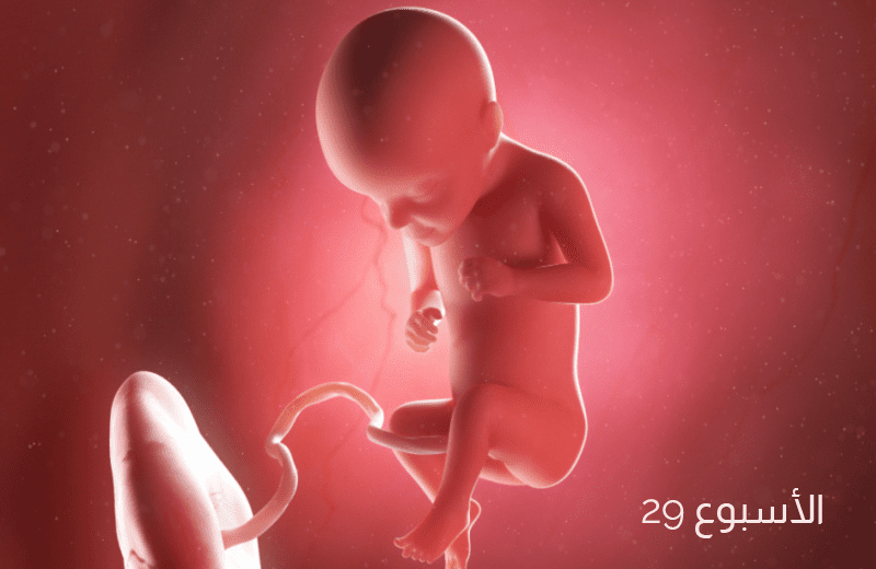 تطور الجنين في الأسبوع التاسع والعشرين من الحمل