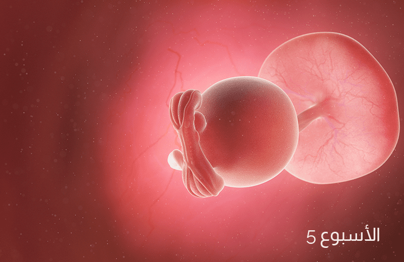 تطور الجنين في الأسبوع الخامس من الحمل