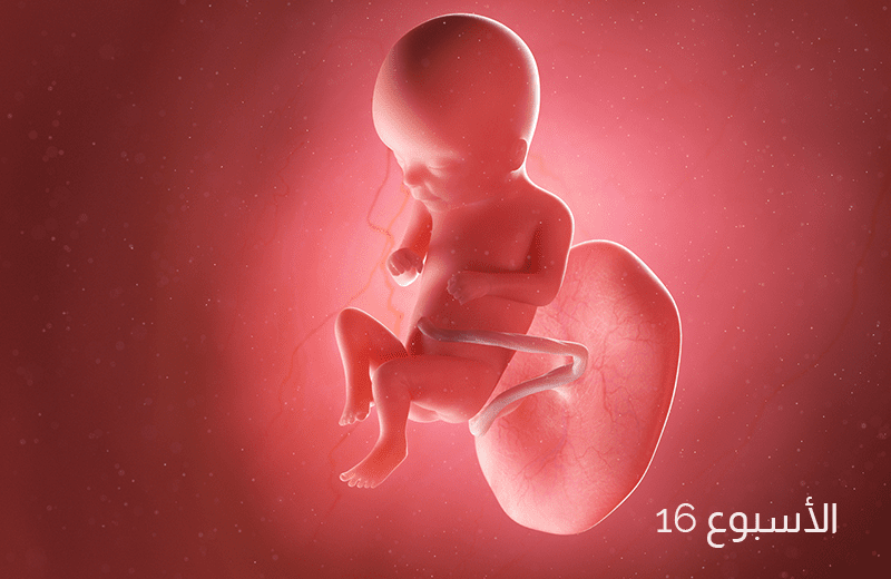 تطور الجنين في الأسبوع السادس عشر من الحمل