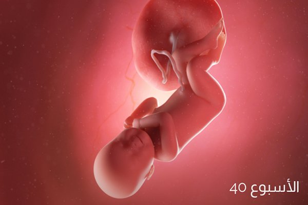 صور الجنين في الأسبوع الأربعين من الحمل