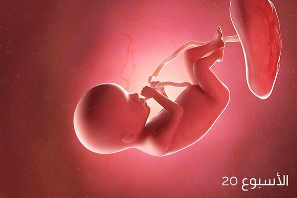 حجم الجنين بالصور في الأسبوع العشرين من الحمل