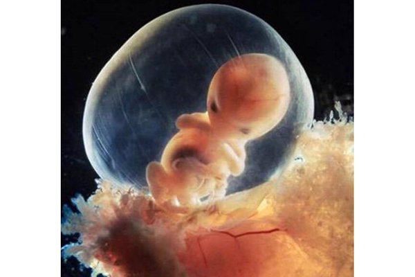 تطور الجنين في الشهر الثاني بالصور