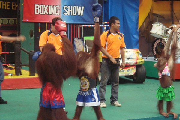 ملاكمة القرود بانكوك