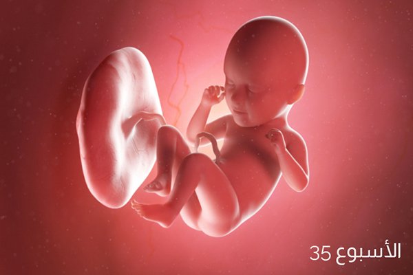 صور للجنين في الأسبوع الخامس والثلاثين من الحمل
