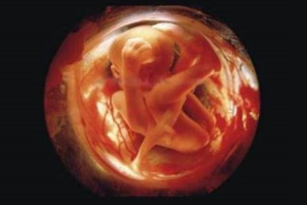 مراحل تطور الجنين بالصورة