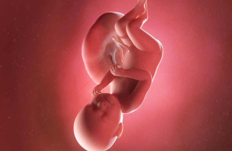 مراحل تطور الجنين بالتفصيل
