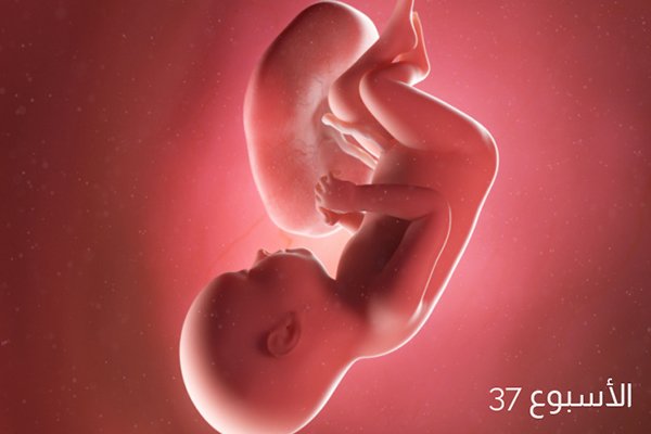 صور الجنين في الأسبوع السابع والثلاثين من الحمل