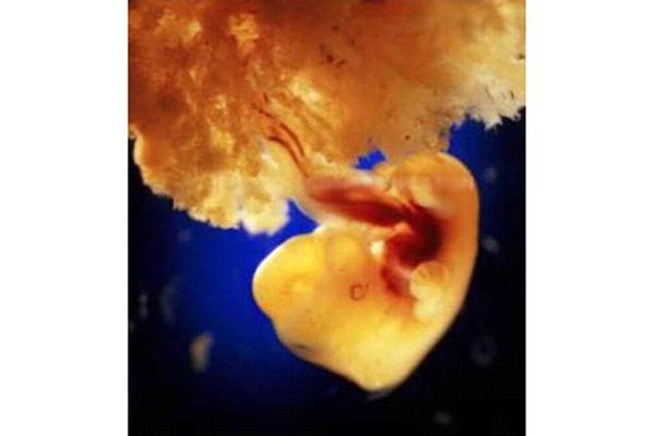 تطور الجنين في الأسبوع الخامس، تطور الجنين في الرحم