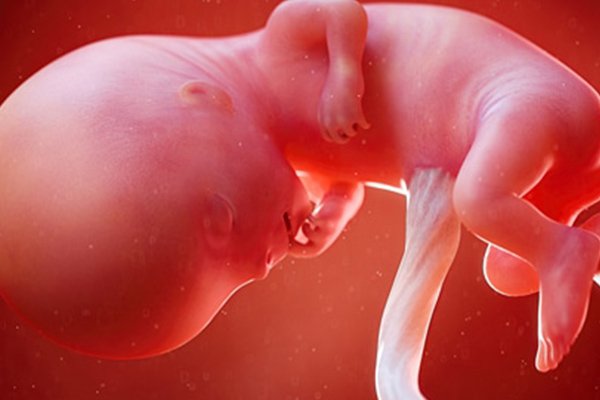 تطور الجنين في الاسبوع الحادي عشر