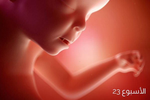حجم الجنين في الأسبوع الثالث والعشرين من الحمل