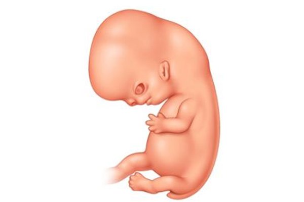 صور مراحل تطور الجنين في الشهر الثالث