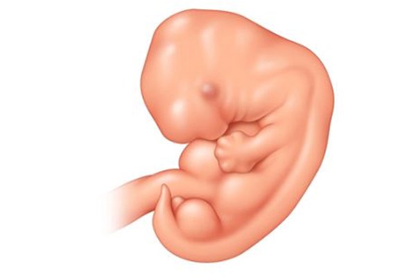 مراحل تطور الجنين في الشهر الثاني