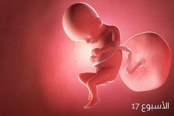 حجم الجنين في الأسبوع السابع عشر من الحمل