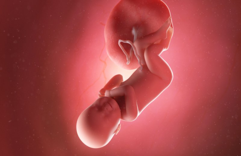 مراحل تطور الجنين في بطن الام