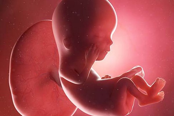 تطور الجنين في الاسبوع الثاني عشر