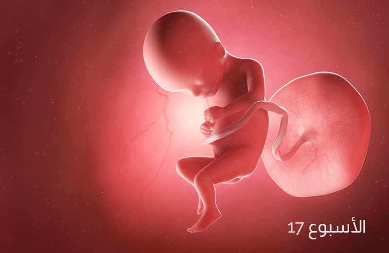 تطور الجنين في الأسبوع السابع عشر من الحمل