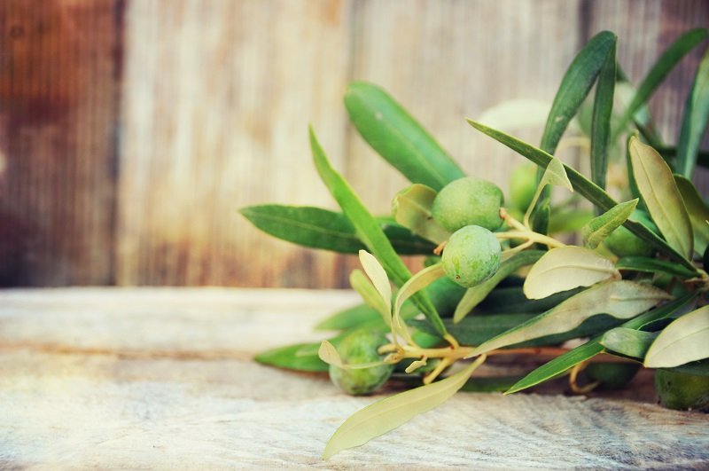 7 فوائد صحية لمستخلص أوراق شجرة الزيتون
