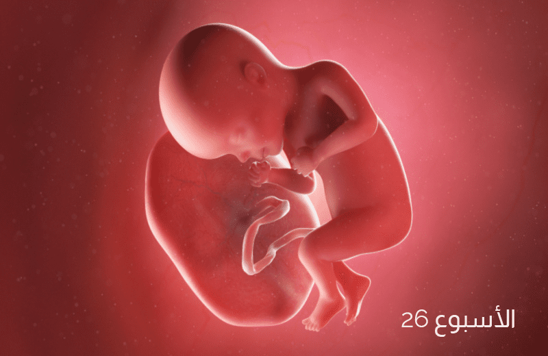 تطور الجنين في الأسبوع السادس والعشرين من الحمل
