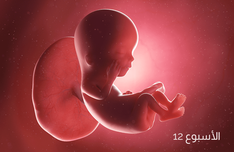 تطور الجنين في الأسبوع الثاني عشر من الحمل