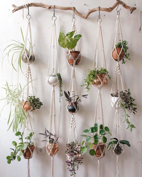 نباتات داخلية معلقة على حائط