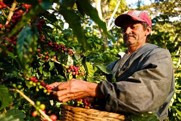 مزارع البن في كولومبيا
