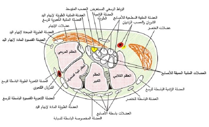 مقطع عرضي للرسغ