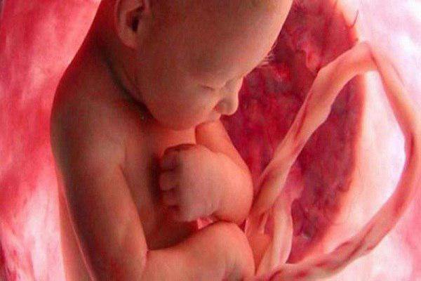 مراحل تطور الجنين في بطن امه بالصور