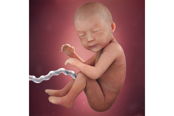 تطور الجنين بالشهر السابع