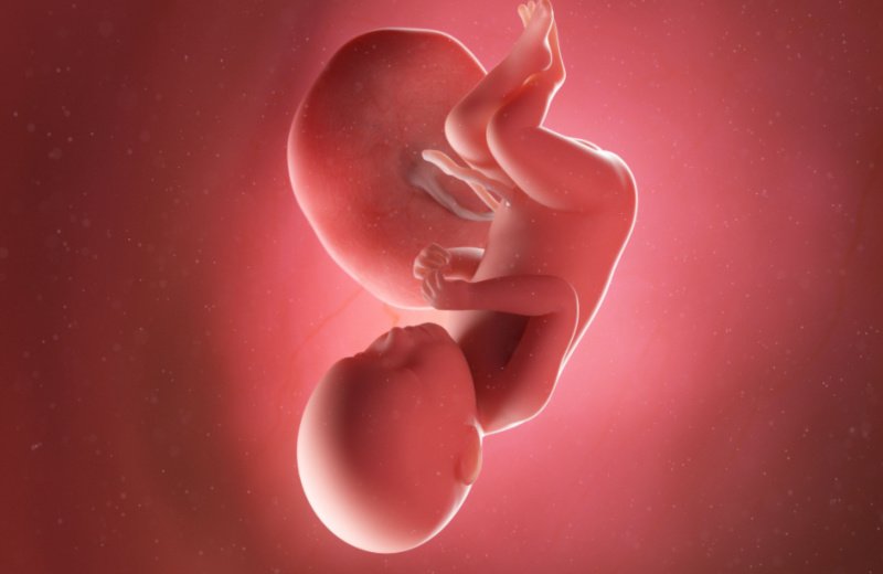 تطور الجنين في الاسبوع التاسع والثلاثين