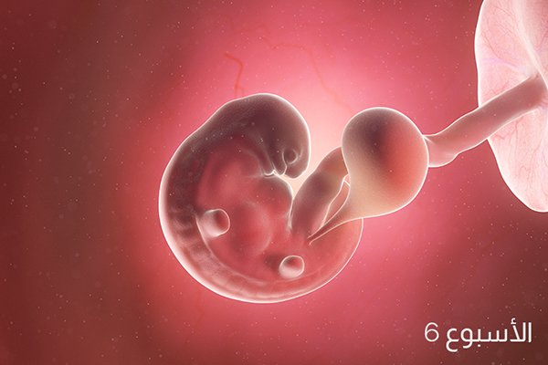 تطور الجنين في الأسبوع السادس